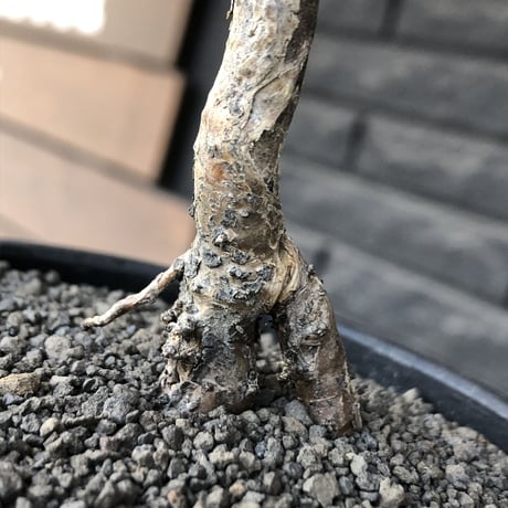 sarcocaulon  vanderietiae《小さめL size》※現地球発根後店主国内管理3年株※希少夏型種‼︎balance良樹形な幹上がり仕立て※mad black bowl pot植え