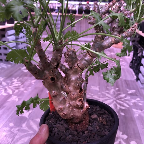 pelargonium   crithmifolium《L size》枝だけでなく、塊根部分も年々ボコボコと大きくなっていくのが楽しみな１株‼︎  ※mad black pot植え