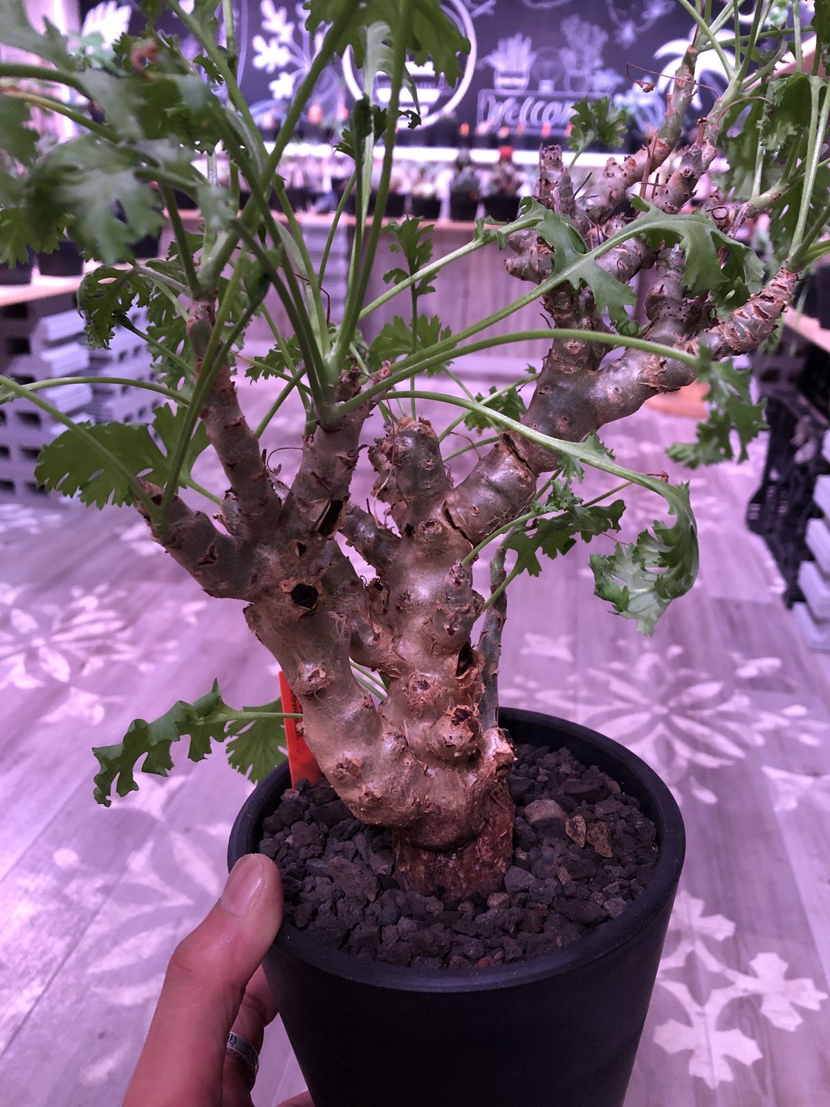塊根植物・コーデックス Pelargonium crithmifolium pelargonium crithmifolium《L size》枝だけでなく、塊根部分も