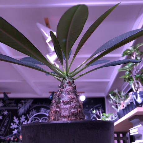 euphorbia   pachypodioides《M size  360度 ぼってり丸型》憎めないほどぼってりで愛くるしい1株‼︎　※mad black pot植え‼︎