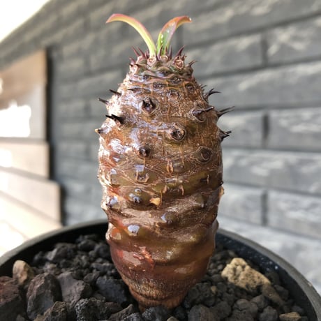 euphorbia  pachypodioides《M size 》※現地球株発根済※ボコボコ立体的樹形‼︎葉表がグリーンで葉裏とお花が紫なのが魅力的※mad black bowl pot植え