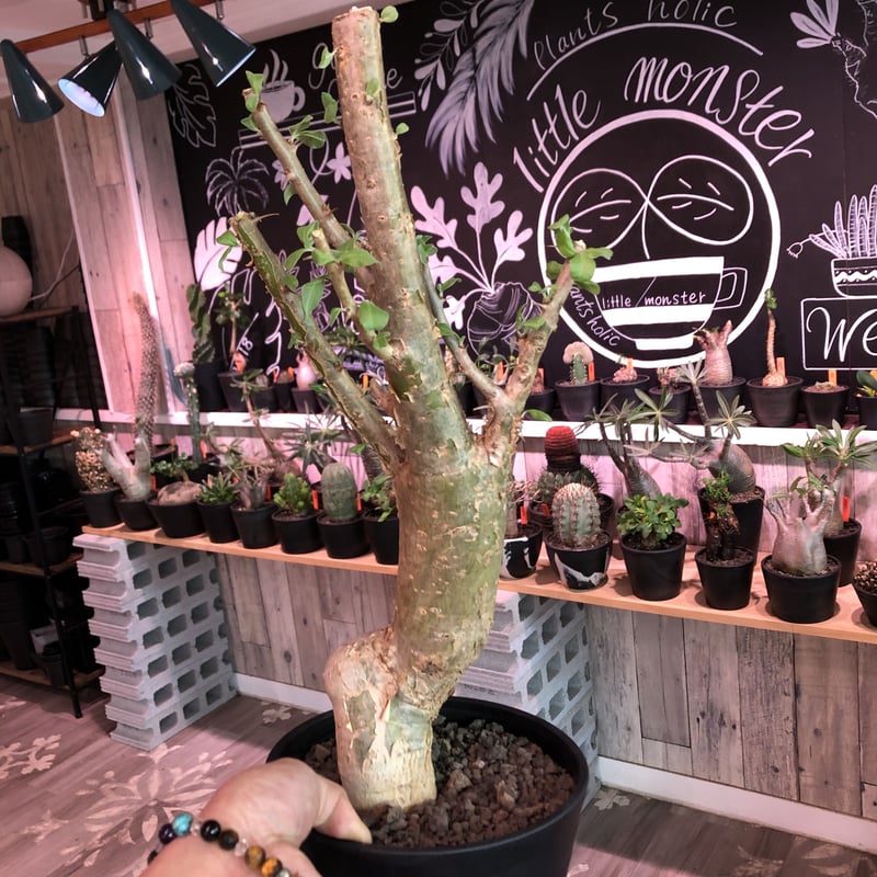 sesamothamnus busseanus《L size》極太激希少株※まばらトゲと白味あ