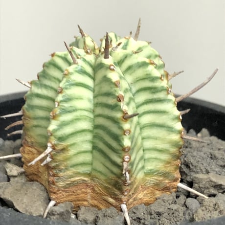 euphorbia  meloformis 錦《M size 》※現地球株発根済※小振り過ぎない良きサイズ感の綺麗な一株※mad black pot植え