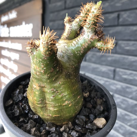 pachypodium  gracilius《M size》希少‼︎ニ頭枝w-he'd＆極green肌株※現地球発根後店主国内管理3年株※極green肌の良樹形双頭株※mad black pot植え