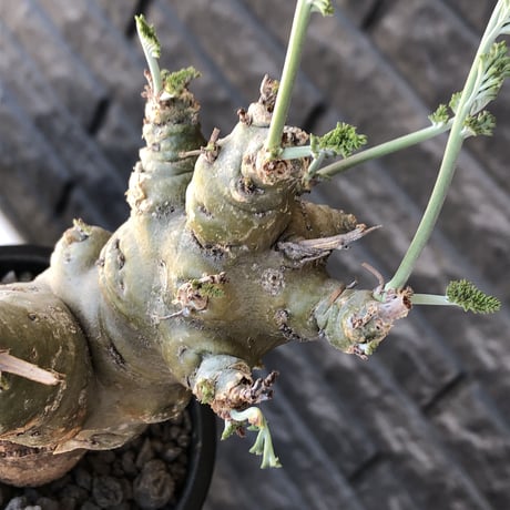 pelargonium carnosum《L size》極太幹&エグレ株※現地球発根後店主国内管理6年株※極太幹且つボコボコ感が大変wildな冬型種‼︎※mad black pot植え