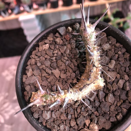 sarcocaulon herrei《M size》※今や希少な南アフリカ物‼︎gapある白く綺麗な大輪を咲かす冬型caudex‼︎丈の締まったwild株※mad  black  bowl pot植え