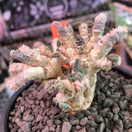 euphorbia suzannae marnierae《M size》激希少‼︎※オフホワイト肌の美しすぎる奇跡のロゼット株‼︎※mad black bowl pot植え
