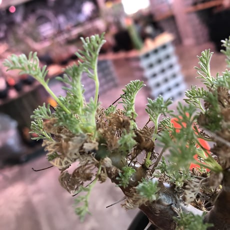 sarcocaulon herrei《M size》※今や希少且つ今後輸入厳しい南アフリカ物‼︎gapある白花大輪を咲かす冬型人気者‼︎V字樹形※mad  black  pot植え