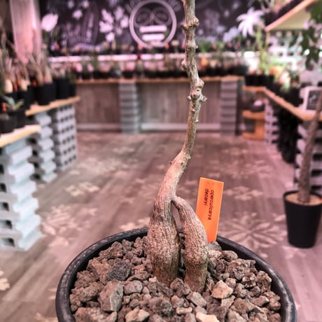 opercullicarya   decaryi  littmon  seed🌱  《4年半株》※大変成長早き良株&良枝振り樹形の選抜株‼︎※mad  black  pot植え