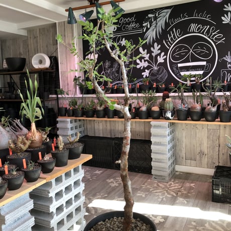 commiphora   monstrosa《 大きめM  size》※現地球発根済株※店主国内管理4年株※小振り丈の良きサイズ感な人気灌木※tall pot植え