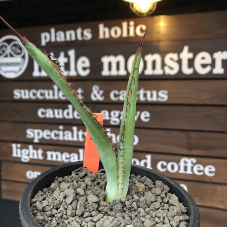 agave  bovicornuta《大きめS size》※発根済株※長短のある赤棘が交互に生える希少性高きボビコルヌータ※mad black pot植え