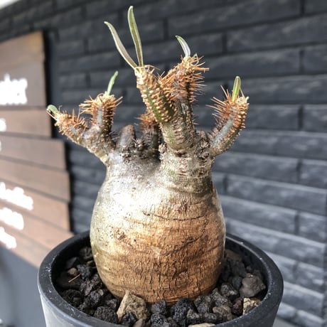 pachypodium  gracilius《小さめM size》希少二頭枝株※現地球発根後店主国内管理2年株※ツル肌ぼってり樹形のかわいい一株※mad black pot植え