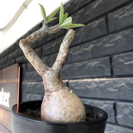 pachypodium gracilius《大きめS size》※現地球発根後店主国内管理3年株※美しい現地焼け肌に球体株元&屈折した捻くれ枝が愛くるしい‼︎※mad black pot植え
