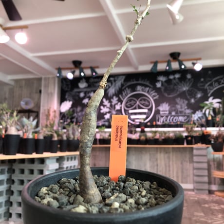 opercullicarya   packypus  littmon  seed🌱 《4年半株》※mad black  bowl  pot植え （限定5株）