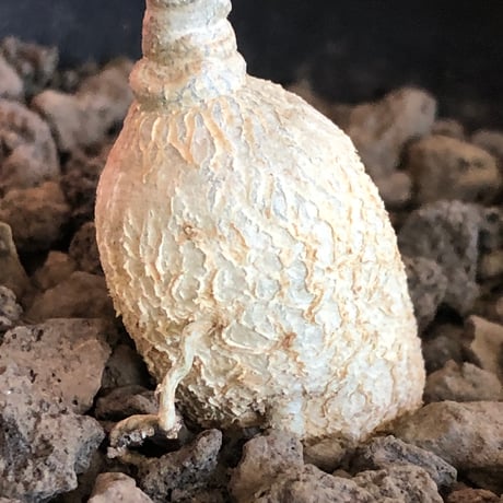 euphorbia waringiae《M size》※現地球株発根済※ぽっこりと丸みある塊根にギザギザ葉が相まって堪らなくかわいい一株※black bowl pot植え