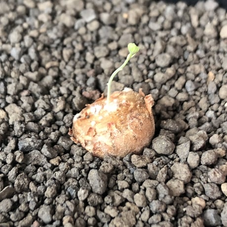 othonna  cacalioides《S size》激希少‼︎現地球株※発根後店主国内管理2年株※実生株の流通の中、小振りでも大変レアものな一株※mad black pot植え