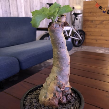 cyphostemma  betiforme《M  size》ボコボコが堪らない‼︎大変人気なベティフォルメ　※mad black pot植え