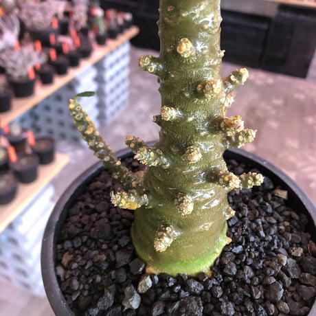 希少‼︎dorstenia   gigas《L size》※発根済株※太め株元&半端なき枝振りにweightの低さが堪らない最高品質な一株※mad black bowl pot植え
