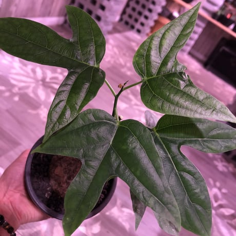 adenia  heterophylla 《M size》※成熟すると赤い梨に似た形の果実ができ、蝶の様な葉がかわいい‼︎※mad black pot植え