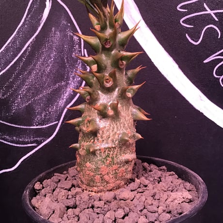 packypodium   baronii