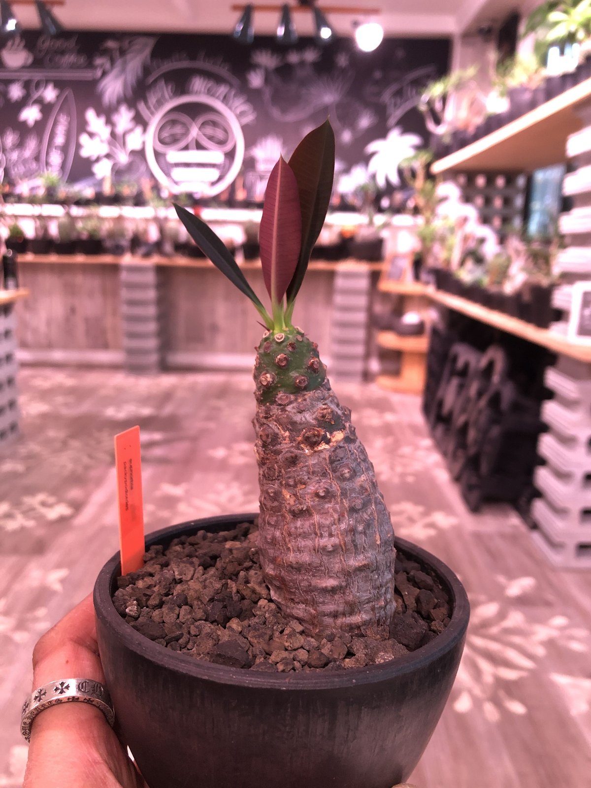 euphorbia pachypodioides《M size》※恐竜の卵みたく肌質とボコ