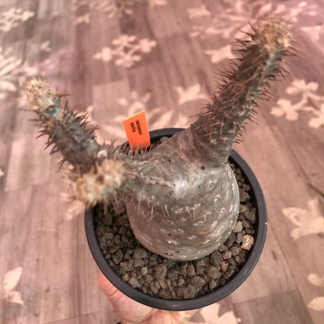 packypodium  gracilius《M  size》※現地球発根済株‼︎※大変balance良き、希少二頭枝グラキリス‼︎オススメ株‼︎※mad black pot植え