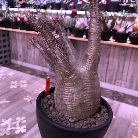 packypodium  gracilius《L size》※現地球発根済株‼︎※大変綺麗な肌質と枝振りbalanceも出来過ぎな美球体株‼︎※mad black bowl pot植え