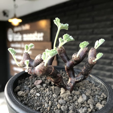pelargonium  mirabile《大きめS size》※現地球店主国内管理4年株※愛おしく堪らない冬型の人気者‼︎weight低く良枝振り※mad black pot植え