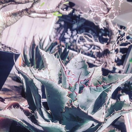 agave    guadala jarana  trelease   《M size》