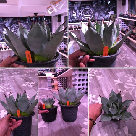 agave    parryi（L  size）インスタグラム掲載株‼︎