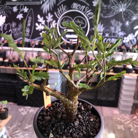 senna  meridionalis《 小さめM size》※現地球発根済株※大変幹の色が濃く、特化した肌質のセンナ‼︎上品＆綺麗な逆になきサイズ感‼︎※オススメ株※mad black pot植え