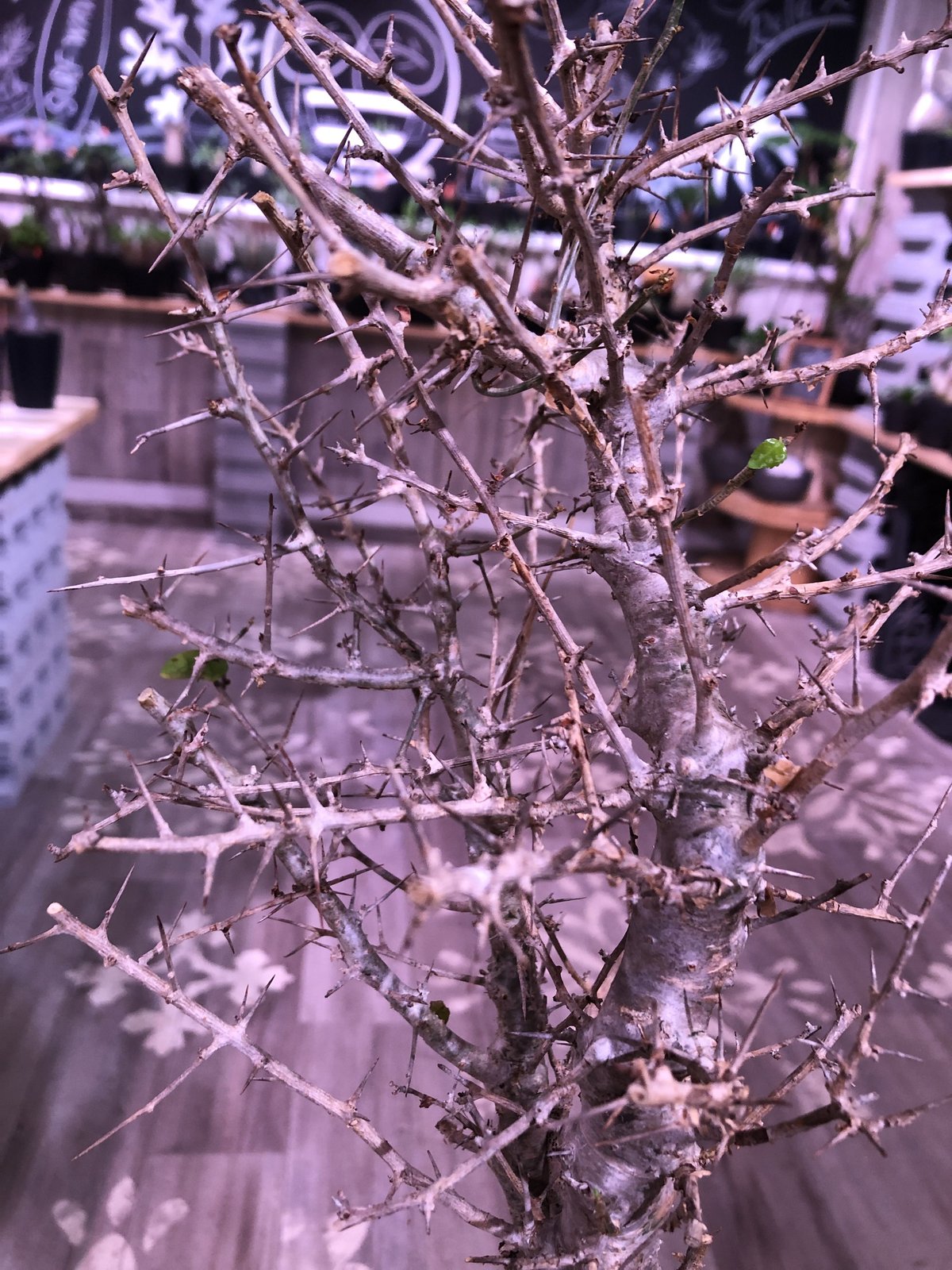 commiphora simplicifolia《 M size》発根済み株※silve