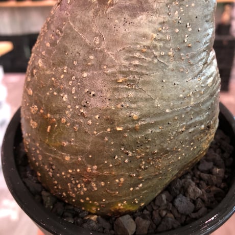 packypodium  gracilius《L size》※現地球発根済株※店主国内管理2年株※枝折れにより一頭枝ながら激しい小枝多数のぼってり選抜株※mad black pot植え