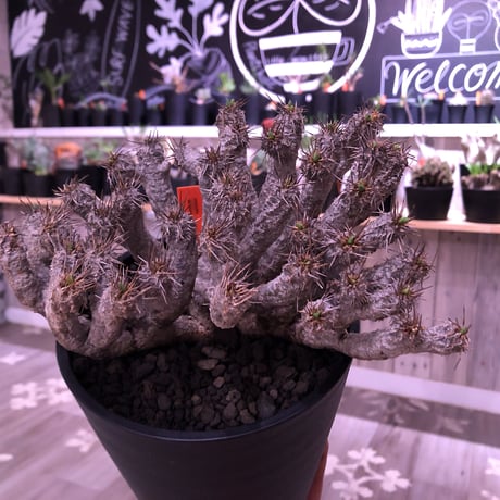 euphorbia  gullauminiana（ M size）