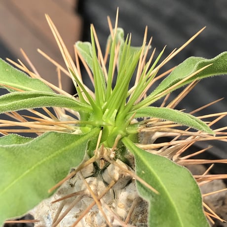 pachypodium  namaquanum 光堂《大きめM size》littmon seed🌱※ちょうど良き手乗りサイズ感の樹形バランスも良き一株‼︎※mad black bowl pot植え