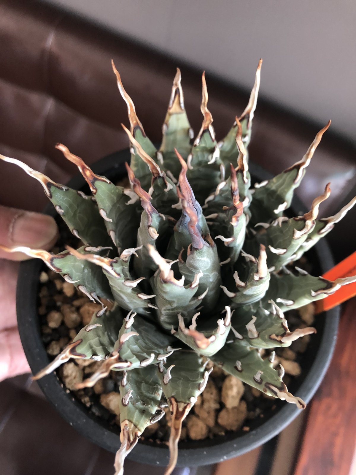 agave utaensis eborispina《陽炎type-M size》