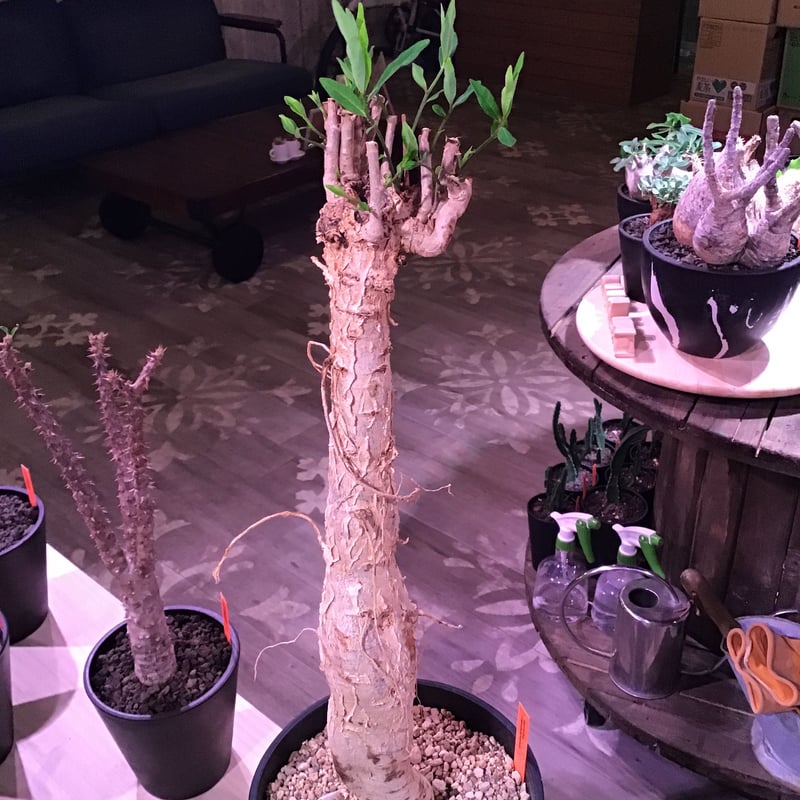 ユーフォルビア マハボボケンシス Euphorbia mahabobokenis isla del pescado - Euphorbia mahabobokensis-ユーフォルビア