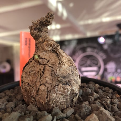 pelargonium triste《小さめM size》※現地球発根済株※店主国内管理2年株※大変まん丸な球体樹形な選抜激オススメな一株※mad black bowl pot植え