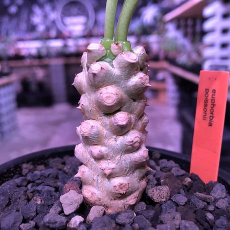 euphorbia    poissonii《S  size》※大変白く美しい肌に、葉との愛くるしいcontrast‼︎※mad black pot植え※限定２株