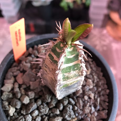 euphorbia    neohumbertii《噴炎竜》M size