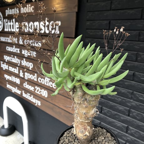 tylecodon reticulatus《L size》※現地球発根済株※店主国内管理6年株※棘も美しく残り幹極太な良樹形‼︎impact抜群な一株※mad black bowl pot植え