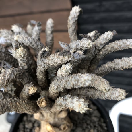 euphorbia tulearensis《 L size》※現地球発根済株※驚愕‼︎bigサイズ‼︎希少性激高塊根ユーフォルビア‼︎大振り＆枝振りも半端なき一株※mad black pot植え
