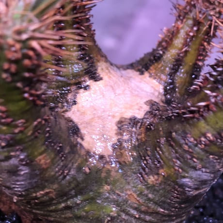 pachypodium  gracilius《大きめS size》希少green肌ぼってり樹形※現地球発根済株※店主国内管理2年株※weight＆枝振り良き将来有望株※mad black pot植え