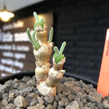 monilaria  pisiformis《大きめS size》※現地球発根後店主国内管理3年株※モニラリア属（激希少最上位種）冬型caudex※mad black bowl pot植え