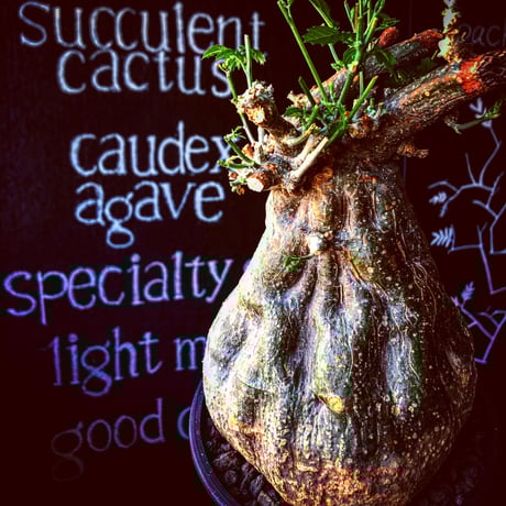 モモルディカロストラータ | STORES