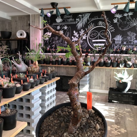 commiphora   monstrosa《 小さめM  size》※現地球発根済株※店主国内管理2年株※weight低く樹形バランス良きモンスト‼︎※black tall pot植え