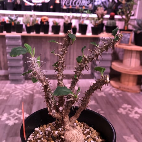 euphorbia    hofstaetteri《M size》希少‼︎