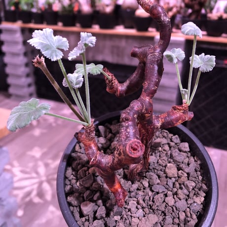 pelargonium  mirabile《大きめM size》※現地球発根済株※今後輸入が厳しいミラビレ🌱誰もが愛おしく堪らないと感じる冬型の人気者※mad black pot植え