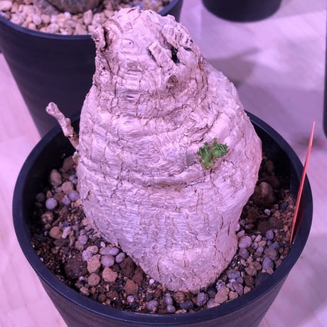 euphorbia     squarrosa《 L size》※希少size‼︎