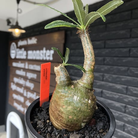 pachypodium gracilius《S size》極green肌&ぼってり樹形※現地球発根後店主国内管理2年株※丸み強く絶妙な捻くれ枝振りも愛くるしい一株※mad black pot植え